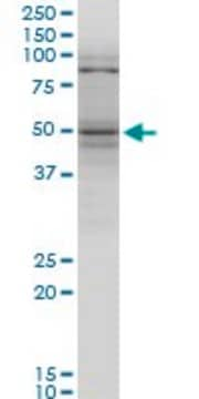 Monoclonal Anti-TNFRSF25 antibody produced in mouse clone 1H2, purified immunoglobulin, buffered aqueous solution