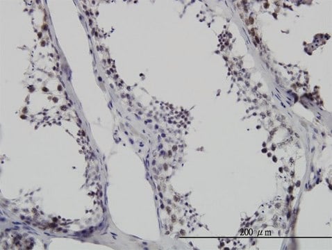 Monoclonal Anti-SMNDC1 antibody produced in mouse clone 2B9, purified immunoglobulin, buffered aqueous solution