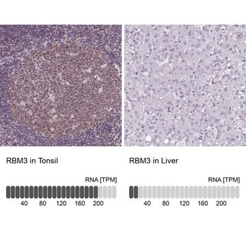 Monoclonal Anti-RBM3 antibody produced in mouse Prestige Antibodies&#174; Powered by Atlas Antibodies, clone CL0296, purified immunoglobulin, buffered aqueous glycerol solution