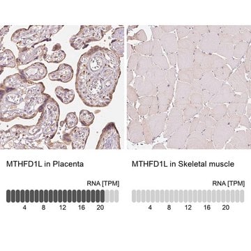 Anti-MTHFD1L antibody produced in rabbit Prestige Antibodies&#174; Powered by Atlas Antibodies, affinity isolated antibody, buffered aqueous glycerol solution