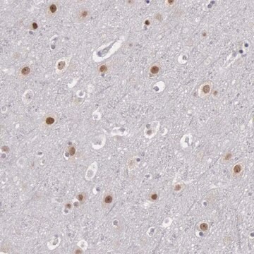 Anti-NKAP antibody produced in rabbit Prestige Antibodies&#174; Powered by Atlas Antibodies, affinity isolated antibody, buffered aqueous glycerol solution