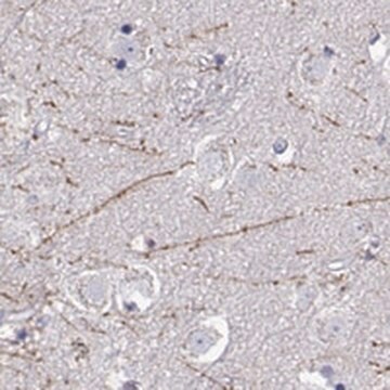 Anti-DCLK3 antibody produced in rabbit Prestige Antibodies&#174; Powered by Atlas Antibodies, affinity isolated antibody