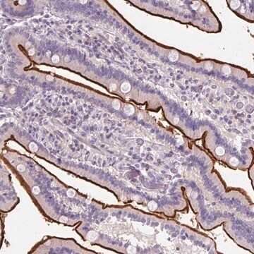 Anti-ZNF648 antibody produced in rabbit Prestige Antibodies&#174; Powered by Atlas Antibodies, affinity isolated antibody, buffered aqueous glycerol solution