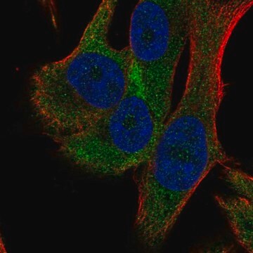 Anti-RPS18 antibody produced in rabbit Prestige Antibodies&#174; Powered by Atlas Antibodies, affinity isolated antibody