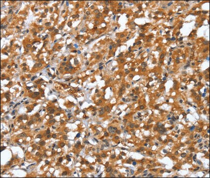 Anti-DEFA4 antibody produced in rabbit affinity isolated antibody