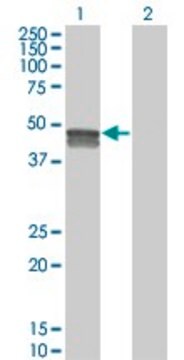 Monoclonal Anti-SMPDL3B antibody produced in mouse clone 5E12, purified immunoglobulin, buffered aqueous solution