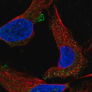 Anti-C1orf53 antibody produced in rabbit Prestige Antibodies&#174; Powered by Atlas Antibodies, affinity isolated antibody