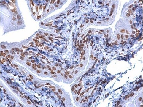 Monoclonal Anti-5-Methylcytosine / 5-mC antibody produced in mouse clone GT4111, affinity isolated antibody