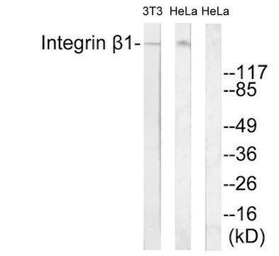 Anti-Integrin &#946;1 antibody produced in rabbit affinity isolated antibody