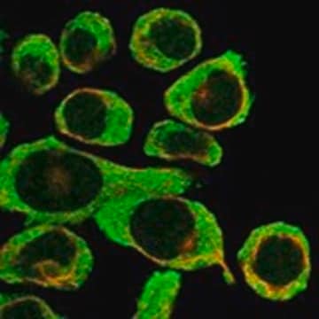 Anti-F2RL3 antibody produced in rabbit Prestige Antibodies&#174; Powered by Atlas Antibodies, affinity isolated antibody, buffered aqueous glycerol solution