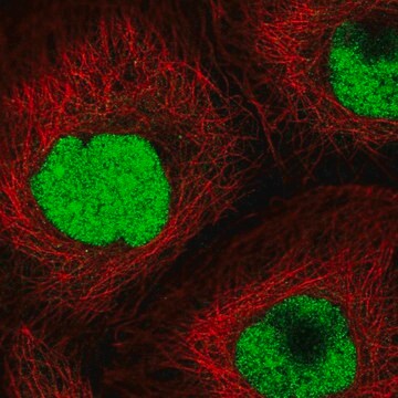 Anti-CRIPT antibody produced in rabbit Prestige Antibodies&#174; Powered by Atlas Antibodies, affinity isolated antibody