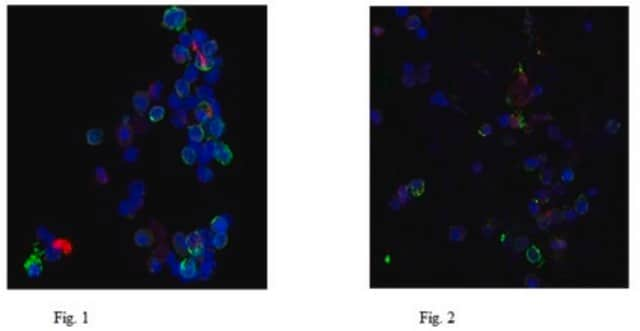 Anticorps anti-élastase neutrophile, clone&nbsp;AHN-10 clone AHN-10, from mouse