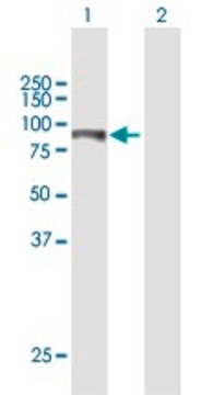 Anti-ITPKB antibody produced in mouse purified immunoglobulin, buffered aqueous solution