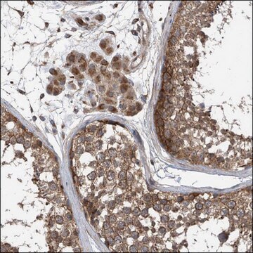 Anti-PADI4 antibody produced in rabbit Prestige Antibodies&#174; Powered by Atlas Antibodies, affinity isolated antibody, buffered aqueous glycerol solution, ab2