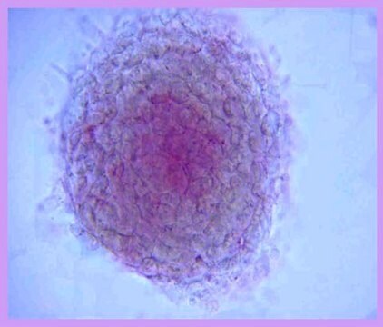 ES Cell Characterization Kit The Embryonic Stem Cell Characterization Kit phenotypically assesses the differentiation status of ES cells by measuring their AP activity, cell-surface stage-specific antigens (SSEA-1, SSEA-4) as well as expression of TRA-1-60, TRA-1-81 antigens.