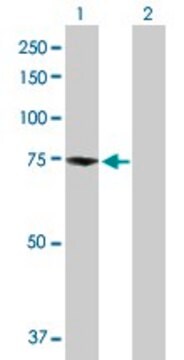 Anti-ZBED1 antibody produced in rabbit purified immunoglobulin, buffered aqueous solution