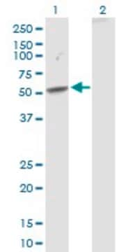 Anti-SEMA3D antibody produced in rabbit purified immunoglobulin, buffered aqueous solution