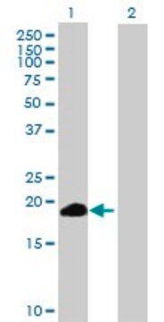 Anti-ZSCAN1 antibody produced in mouse purified immunoglobulin, buffered aqueous solution