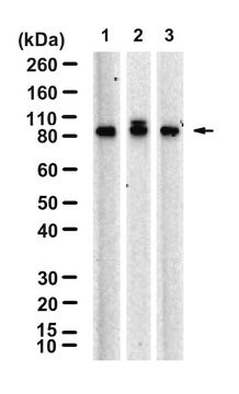 Anti glp 1 antibody | Sigma-Aldrich