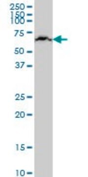 Monoclonal Anti-KLHL25 antibody produced in mouse clone 1E9, purified immunoglobulin, buffered aqueous solution