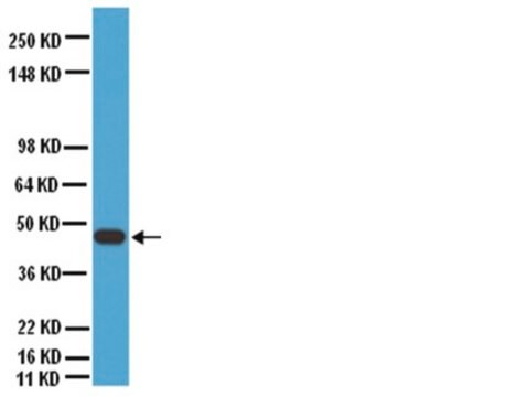 Anti-Connexin-40-Antikörper Chemicon&#174;, from rabbit