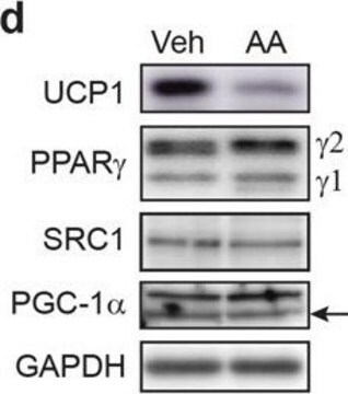 Anti-UCP-1 antibody produced in rabbit affinity isolated antibody, buffered aqueous solution