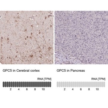 Anti-GPC5 antibody produced in rabbit Prestige Antibodies&#174; Powered by Atlas Antibodies, affinity isolated antibody, buffered aqueous glycerol solution