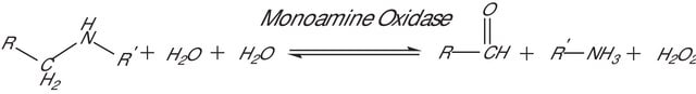 Monoaminoxidase A human recombinant, expressed in baculovirus infected BTI insect cells