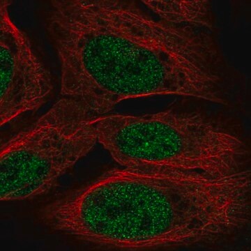 Anti-TOPORS antibody produced in rabbit Prestige Antibodies&#174; Powered by Atlas Antibodies, affinity isolated antibody