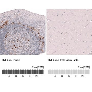 Monoclonal Anti-Irf4 Antibody Produced In Mouse Prestige Antibodies&#174; Powered by Atlas Antibodies, clone CL14615, affinity isolated antibody, buffered aqueous glycerol solution