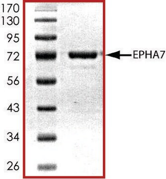 EPHA7 (580-end)、活性型、GSTタグ融合 マウス由来 PRECISIO&#174; Kinase, recombinant, expressed in baculovirus infected Sf9 cells, &#8805;70% (SDS-PAGE), buffered aqueous glycerol solution