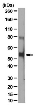 Anticorps anti-phospho-bécline (Thr119) from rabbit, purified by affinity chromatography