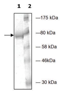 PDE4D2 active human recombinant, expressed in baculovirus infected Sf9 cells, &#8805;80% (SDS-PAGE)