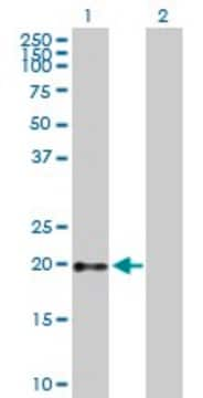 Anti-GH1 antibody produced in mouse purified immunoglobulin, buffered aqueous solution