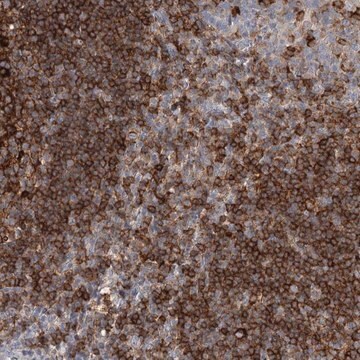 Anti-SNX22 antibody produced in rabbit Prestige Antibodies&#174; Powered by Atlas Antibodies, affinity isolated antibody, buffered aqueous glycerol solution