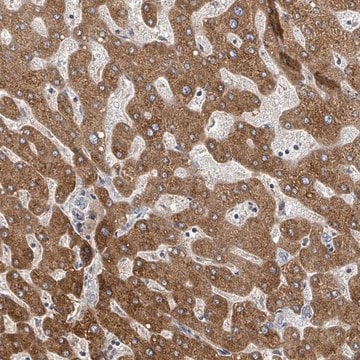 Anti-GABBR1 antibody produced in rabbit Prestige Antibodies&#174; Powered by Atlas Antibodies, affinity isolated antibody, buffered aqueous glycerol solution