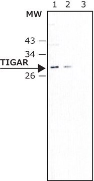 Monoclonal Anti-TIGAR antibody produced in mouse ~1.0&#160;mg/mL, clone 9C10, purified immunoglobulin, buffered aqueous solution