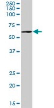 Anti-PCCB antibody produced in mouse IgG fraction of antiserum, buffered aqueous solution