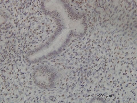 Monoclonal Anti-NEK11 antibody produced in mouse clone 4E1-1F4, purified immunoglobulin, buffered aqueous solution