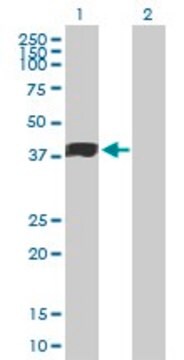 Anti-MFGE8 antibody produced in mouse purified immunoglobulin, buffered aqueous solution