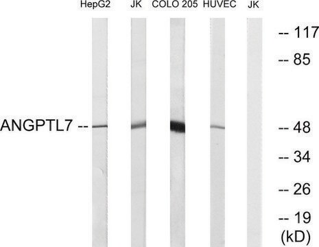 Anti-ANGPTL7 antibody produced in rabbit affinity isolated antibody