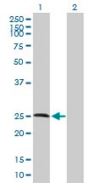 Anti-RNASE11 antibody produced in mouse purified immunoglobulin, buffered aqueous solution