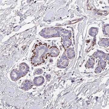 Anti-ATP2C2 antibody produced in rabbit Prestige Antibodies&#174; Powered by Atlas Antibodies, affinity isolated antibody, buffered aqueous glycerol solution