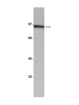 Anti-&#946;-Catenin Antibody, clone 2H4A7 clone 2H4A7, Upstate&#174;, from mouse