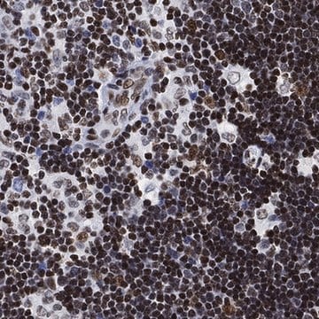 Anti-H1-10 antibody produced in rabbit Prestige Antibodies&#174; Powered by Atlas Antibodies, affinity isolated antibody, buffered aqueous glycerol solution