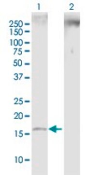 Anti-SNCB antibody produced in mouse purified immunoglobulin, buffered aqueous solution