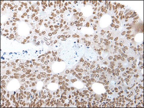 Anti-NELFA affinity isolated antibody