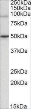 Anti-WRNIP1 (C-terminal) antibody produced in goat affinity isolated antibody, buffered aqueous solution