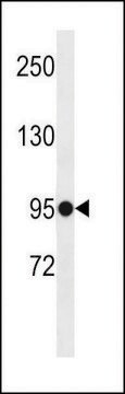 ANTI-ELFN1(C-TERMINAL) antibody produced in rabbit affinity isolated antibody, buffered aqueous solution