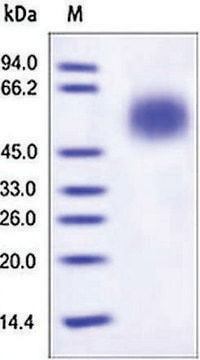 CD55/DAF human recombinant, expressed in HEK 293 cells, &#8805;95% (SDS-PAGE)